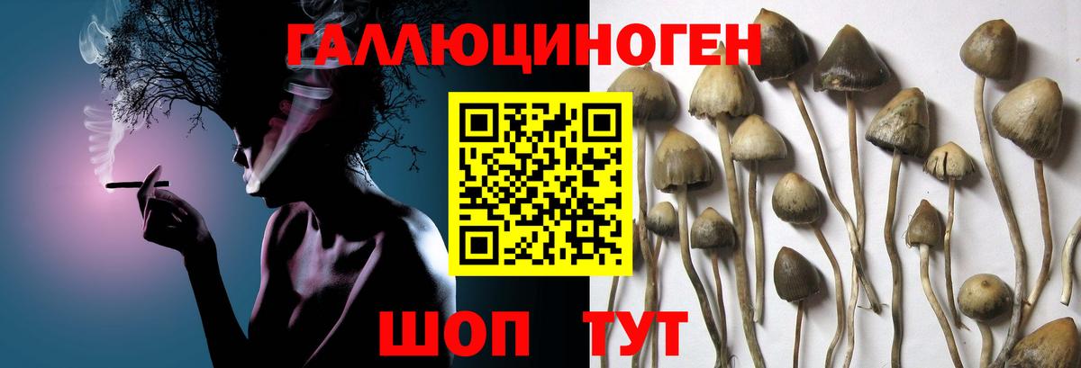 Псилоцибиновые грибы прущие грибы Балтийск